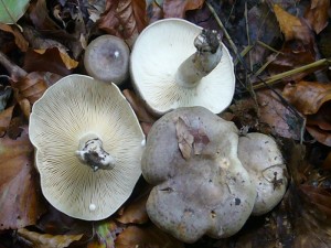 k-p1080161 Braunfleckender Milchling (Lactarius fluens). Dieser gebietsweise recht häufige Milchling besserer Laubwälder auf Kalkhaltigen- und neutralen Böden ähnelt sehr dem Graugrünen Milchling. Er ist aber etwas größer, festflichiger und komakter. An Berührungstellen der Lamellen wird er Braunfleckend. Die Milch ist weiß und scharf, daher gilt er nach herkömmlichen Zubereitungsmethoden als Ungenießbar. Standortfoto im Herbst 2009.