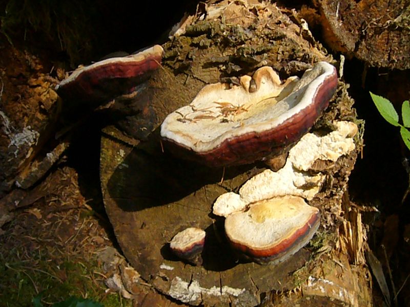 Diese Rotrandigen Baumschwämme (Fomitopsis pinicola) stehe Kopf. Sie haben keine Möglichkeit mehr ihre Sporen dem Wind anzuvertrauen. Das hat der fleißige Waldarbeiter leider nicht bedacht, der dieses Holz stappelte oder hat er es etwa sogar mit bedacht gemacht? 10. Juli 2010.