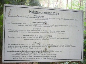 Einige wichtige Fakten zum Thema Holzbewohnende Pilze.