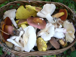 Füllten in der Vierburgwaldung Kiefernzapfen aus Mangel an Pilzen meinen Korb, waren es im Haushalt Forst die schönsten Pilze die man sich nur Wünschen kann. Genug Material für eine halbwegs ordentliche Pilzausstellung! 24. Juli 2010.