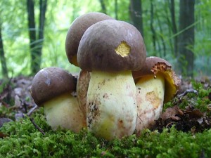 Der Anhängsel Röhrling (Boletus appendiculatus) war im letzten Juli - Drittel der häufigste Röhrling des Haushalt Forstes. In der Literatur wird er als sehr guter Spesepilz empfohlen. Wie ich aber von den Pilzfreunden aus Rehna erfuhr, die ihn testeten, soll er aber absolut nicht schmecken! Standortfoto am 30. Juli 2010 im Haushalt Forst.