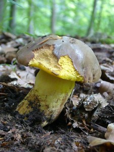 Jetzt wurde auch der Anhängsel - Röhrling (Boletus appendiculatus) immer häufiger.