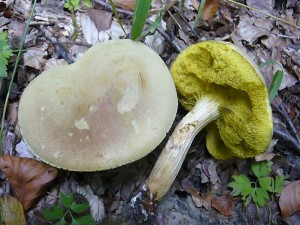 Vereinzelt traten Ziegenlippen (Xerocomus subtomentosus) auf. Essbar.