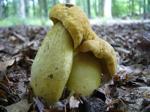 Nur zwei Tage später fand ich unter der erwähnten Eiche nochmals zwei Gelbe Rauhfüße (Leccinum crocipodium).