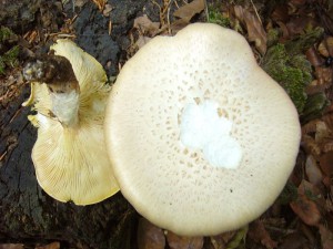 Der ungenießbare Schuppige Sägeblättling bevorzugt trockene Standorte an Kiefernholz. 01. August 2010.