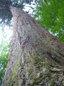 Riesen - Mammutbaum
