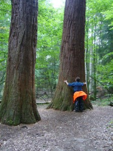 Die Bäume sind noch jung, aber trotzden schon irgendwie monumental. Sie sollen bis zu 4000 Jahre alt werden. Wir schauen dann später noch mal vorbei!