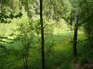 Zwischem den Schwarzen und dem Langen See befindet sich auch ein interessantes Kesselmoor.