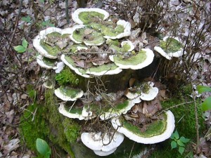 Sehr dekorativ haben diese Buckel - Trameten (Trametes gibbosa) diesen Buchenstubben besiedelt. Standortfoto am 07. August 2010 im Sültener Forst.