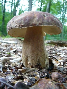 Das ist zwar blos ein gemeiner Sommersteinpilz (Boletus reticulatus) aber trotzdem ein ideales Fotomotiv. Noch völlig unberüht stand er im Buchenwald des Revier Weiße Krug mit einigen weitern Artgenossen von beträchtlich größe. Sehr guter Speisepilz. Am Standort fotografiert am 18. august 2010.