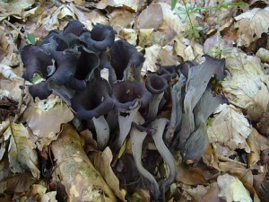 Es wird Herbst! Zumindest diese Pilze deuten schon darauf hin. Es handelt sich um die Herbst- oder Totentrompete, ein verwandter des allbekannten Pfifferlings. Herbsttrompeten zählen zu unseren schmackhaftesten und wertvollsten Speisepilzen, besonders wenn sie getrochnet als Würze verwendet wird. Standortfoto am 21. august 2010 im Haushalt Forst.