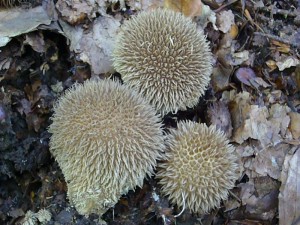 Immer wieder ein Erlebniss ist die Entdeckung dieser höchst interessanten Bauchpilzart, der Igel - Stäubling (Lycoperdon echinatum). In guten Laubwäldern mit Kalk im Boden kann man ihm aber durchaus im Herbst begenen. Standortfoto am 21. august 2010 im Haushalt Forst.