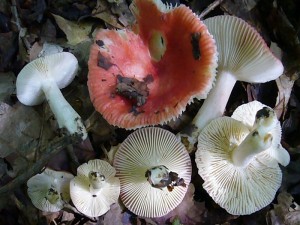 An einer schattigen und feuchten Stelle mit Hainbuchen, Rotbuchen und Eichen wuchsen diese nicht sonderlich häufigen Täublinge. Es handelt sich um den Gelbfleckenden Täubling (Russula luteotacta). Die recht kleine Art ähnelt dem Buchen Spei - Töubling, hat aber viel weiter auseinander stehende Lamellen, einen teils rötlich überlaufenen Stiel und jung zahlreiche Tränen auf den Lamellenschneiden. Standortfoto am 21. August 2010 im Haushalt Forst.