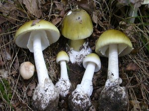 Den gefährlichsten Giftpilz sollten alle Pilzsammler kennen. Er wächst in den nächsten Wochen recht häufig und oft sehr gesellig unter Eichen, Buchen, Linden und Fichten. Tödlich giftig!
