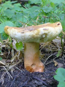 Diesen Röhrling findet man allerdings bei weitem nicht so häufig wie den Steinpilz. Es handelt sich um den Hasen - Röhrling (Gyroporus castaneus) mit zimtbraunem Hut, weißlichen Röhren und einem glatten, innen zellig hohlem Stiele mit harter Rinde. Der Hasen - Röhrling ist essbar.