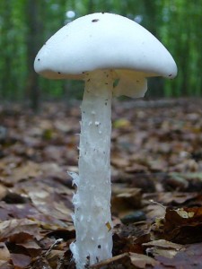 Ein schöner fund war auch dieser recht seltene Kegelhütige Knollenblätterpilz (Amanita virosa). Er gehört zu den tödlich giftigen Arten, ist aber viel seltener als der Grüne Knollenblätterpilz. Er wächst bei und vereinzelt in den guten Buchenwäldern. Standortfoto am 29. August 2010 im Schlemminer Staatsforst.