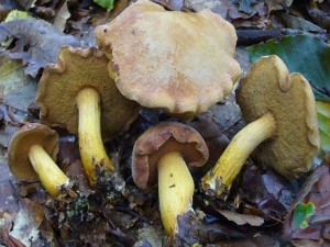 An Steinpilz - Standorten kann man recht häufig diesem kleinen Röhrling begegnen. Es handelt sich um den Pfeffer - Röhrling (Chalciporus piperatus). Sein leuchtend gelbes Stielfleisch, die rotbräunlichen Röhren und der scharfe, pfefferige Geschmack sing gute kennzeichen. Er kann als Würzpilz Verwendung finden. Standortfoto am 29. August 2010 im Schlemminer staatsforst.