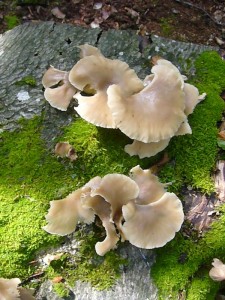 Etwas in der Jahreszeit geirrt haben sich allerdings diese Austern - Seitlinge (Pleurotus osreatus).