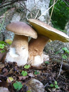 Steinpilze erfreuten heute immer wieder dir Herzen der Sammler, aber auch die Schnecken haben auf Grund der feuchten Witterung ihre Spuren hinterlassen. Standortfoto am 03. September 2010 im Wald bei Ravensruh.