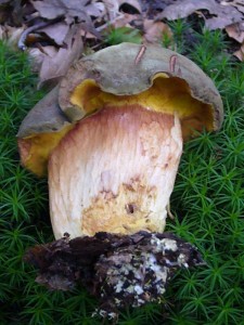 Außergewöhnlich kompakt präsentiert sich diese essbar Ziegenlippe (Xerocomus subtomentosus).18.09.2010.