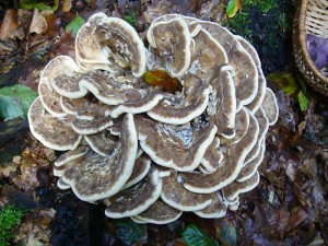 Dieses Exemplar des Riesenporlings (Meripilus giganteus) ist zu mindest an den rändern noch zart genug um in den Kochtopf zu landen. Standortfoto am 10.09.2010 im forst Ritzerau.