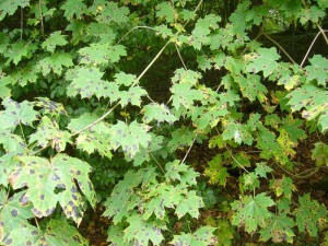 Genau dort wo wir unser Auto parkten, viel mir dieser Ahorn auf, dessen Blätter so wunderschön vom Ahorn - Runzelschorf (Rhytisma acerinum) ornamentiert waren. Foto am 19.09.2010 im Forst Ritzerau. 