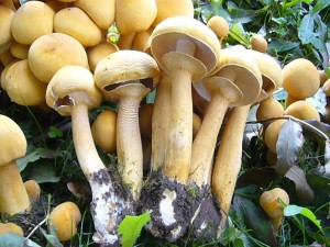 Und noch einmal der Goldfarbene Glimmerschüppling (Phaeolepiota aurea) von der Nähe betrachtet. Der wunderschöne Pilz ist mit winzigsten goldfarbenen Schüppchen wie bepudert und diese Gefühl hat man auch, wenn man ihn in der Hand hält. Sein Ring steigt charankteristisch nach oben auf, wie eine Halskrause. Ausgezeichneter Speisepilz. 