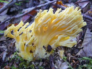 Vielfälltig ist hier auch das Aufgebot kalkholder Korallen (Ramaria specc.). 09.10.2010.