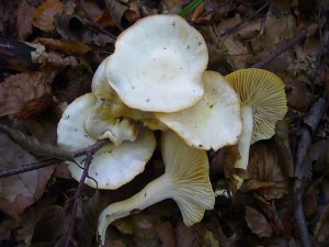 In Kalkbuchenwäldern nicht selten ist der Verfärbende Schneckling (Hygrophorus cossus). Standortfoto am 09.10.2010.