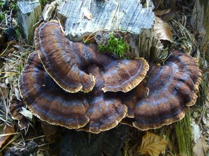 Auch dieser Pilz an Fichtenholz ist eine Augenweide. Der Schwarzgezonte Harzporling (Ischnoderma benzoinum). Ein Vertreter der Porlinge, der auf Grund seiner zähen Konsistenz komplett ungenießbar ist. Standortfoto am 13.10.2010 in den Panzower Tannen. 