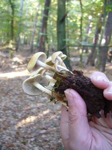 Anders bei diesen büscheligen Stubbenpilze an Nadelholz. Der Graublättrige Schwefelkopf wäre ohne Pilzberater grantiert nicht im Sammelkorb gelandet, dabei zählt er doch zu unseren besten und schmackhaftesten Speisepilzen! 13.10.2010.