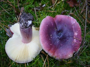 Für Heiterkeit und beeindruckende Geschmackserlebnisse zeichnet dieser farbenfrohe Täubling verantwortlich. Die Säufernase (Russula sardonia). Einer der schärfsten Täublinge und somit ungenießbar. Standortfoto am 13.10.2010 in den Panzower Tannen.!