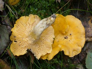 An der bemoosten Schneise am dortigen Bahndamm leuchteten diese tollen Pfifferlinge (Cantharellus cibarius). Am Standort fotografiert am 13.10.2010.