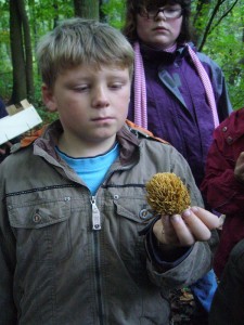 Der sieht ja aus wie ein Ziegebart. Und so wurden früher die Korallenpilze tatsächlich genannt. Einige von uhnen sind essbar, anderen ungenießbar und die seltene Bauchweh - Koralle sogar giftig!