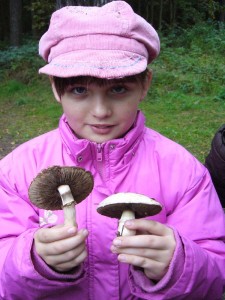 Die dunklen Lamellen veraten es, zwei leckere Champignons: links ein Echter Waldchampignon, rechts ein Gedrungener Champignon.