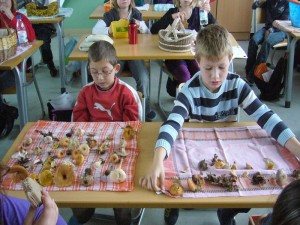 Wieder in der Schule angelangt, breitete jeder Schüler sein gesammelten Werke aus und es wurden noch einige besondere Funde, wie der Grüne Knollenblätterpilz vorgestellt.