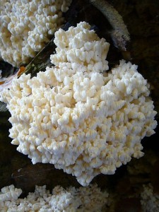 Der essbare Ästige Stachelbart (Hericium coralloides) braucht naturnahe Lebensräume mit entsprechendem Totholzanteil. Durch starkes Beräumen und Durchforsten der Wälder ist der Pilz in Deutschland vom Aussterben bedroht!