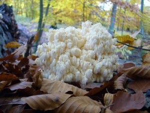 Auf Vorschlag aus Mecklenburg - Vorpommern wurde der wunderschöne Pilz im Jahre 2006 von der Deutschen Gesellschaft für Mykologie zum "Pilz des Jahres 2006" gekührt. Standortfoto am 30.10.2010 im Selliner Wald bei Wismar. 