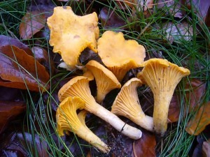 Aber auch der ganz "einfache" Pilzsucher kann noch Glück haben und eine Handvoll ganz frischer Pfifferlinge (Cantharellus cibarius) finden. Standortaufnahme am 10.11.2010 im Wald bei Brüel.