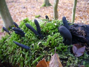 Es handelt sich um die ungenießbare Schlanke Ahorn - Holzkeule (Xylaria longipes). 13.11.2010.