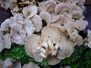 Ebenfalls häufig an Laubholz, gerne Eiche, wächst ganzjährig der Herbe Zwergknäueling (Panellus stypticus). Sein Lamellen sind zu Stielansatz hin scharf abgegrenzt. Er schmeckt bitter und ist Ungenießbar. Standortfoto am 21.11.2010.