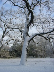 Väterchen Frost und Frau Holle haben die Regie übernommen! Eiche im Lindengarten am 27.11.2010.