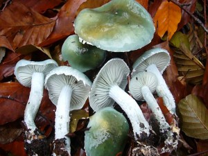 Der Grünblaue Träuschling (Stropharia caerulea) wächst im Herbst in Mecklenburg recht häufig in der Laubstreu kalk- und Nährstoffreicher Laubwälder. Er ähnelt sehr dem Grünspan - Träuschling. Er unterscheidet sich von diesem besonders durch fehlende Violettöne in den Lamellen und einem fast fehlendem Ring am Stiel. Nach abziehen der vschleimigen Huthaut kann auch er als Mischpilz verwendet werden. Standortfoto am 11.11.2009 im Revier Weiße Krug.