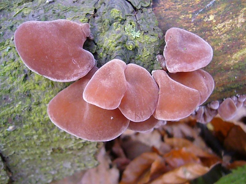Der bekannteste und bedeutsamste Vertreter dieser Pilzgruppe dürfte wohl das Judasohr (Hirneola aurucla - judae) sein.