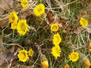 Huflattichblüten am 02.04.2011 auf einer Waldrandwiese bei Jameln.