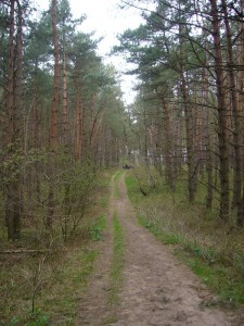 Und weter ging es durch den sangigen Kiefernwald der Wotenitzer Tannen.