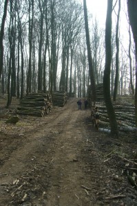 Immer wieder große Holzstapel längst der Wege.