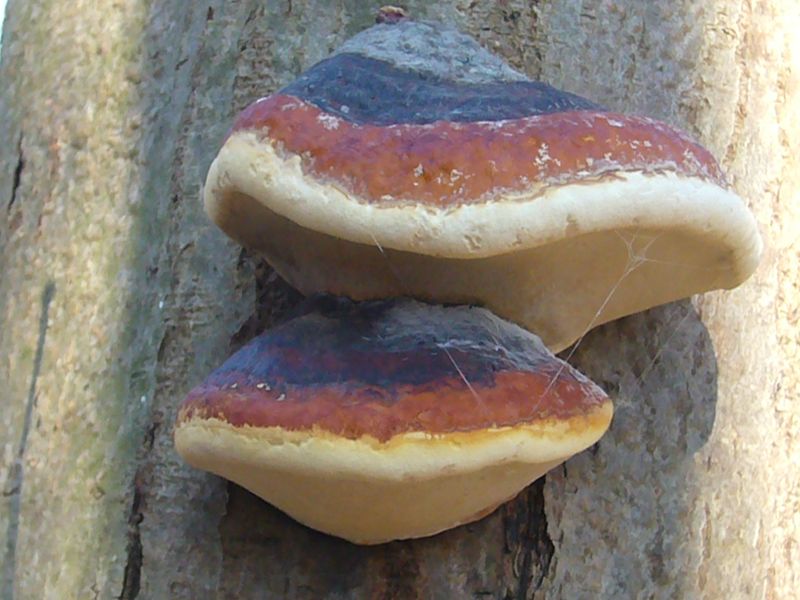 Der Rortrandige Baumschwamm (Fomitopsis pinicola) wächst als mehrjähriger Porling an Laub- und Nadelholz.