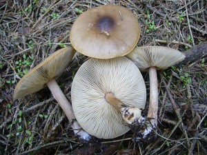 Von März bis Mai und gelegentlich nochmals im Herbst wächst der Frühlings - Weichritterling (Melanoleuca cognata) in humusreichen Nadelwäldern. Durch seine mehr oder weniger cognakfarben schimmerden Lamellen ist er leicht von ähnlichen Vertretern seiner Gatung zu unterscheiden. Er soll ein recht guter Speisepilz sein. Standortfoto am 17.04.2010 im ehemaligen großherzoglichen Forst Moidentin.