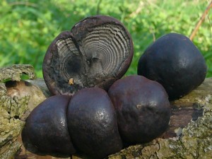 Der Kugelige Holzkohlenpilz (Daldinia concentrica) scheint in Mecklenburg zumindest gebietsweise sehr selten zu sein. Etwas häufiger kommt er im äußersten Nordwesten Mecklenburgs vor. Er besiedelt meist gesellig alte 